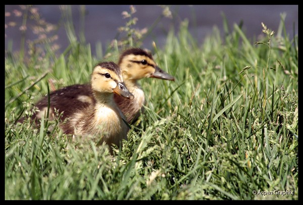 Baby Ducks