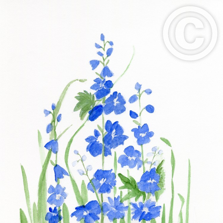 Blue Larkspur