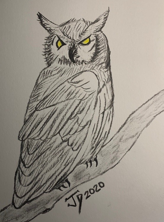 Hoot Owl 1