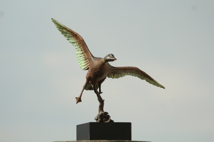 Flying Duck
