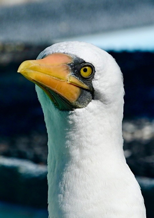 Nazca Booby