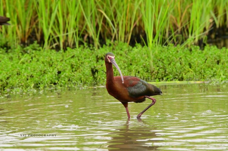 White faced Ibis