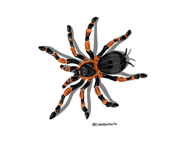 Tattoo Commission: Simplified 3D tarantula