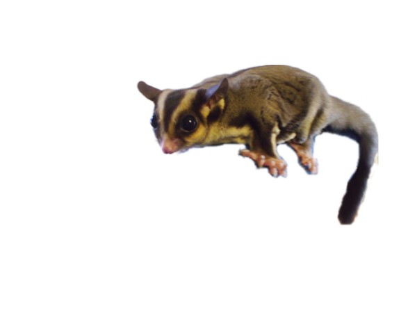 Baby Junior the Sugar Glider Joey
