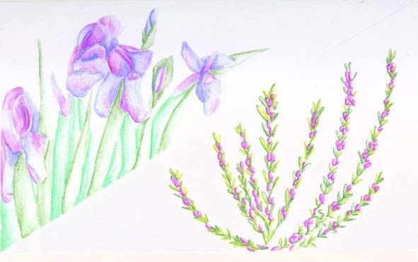 Bearded Iris & Rosemary