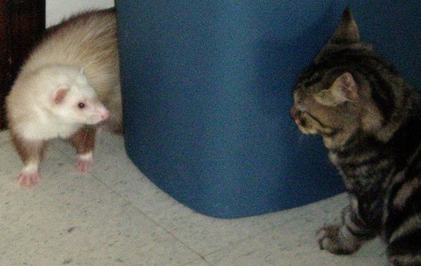 Cat meet Ferret