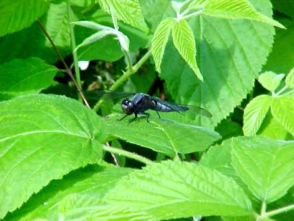 Dragonfly
