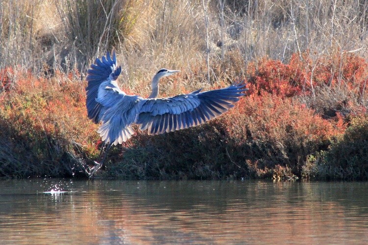 GreatBlueHeron2
