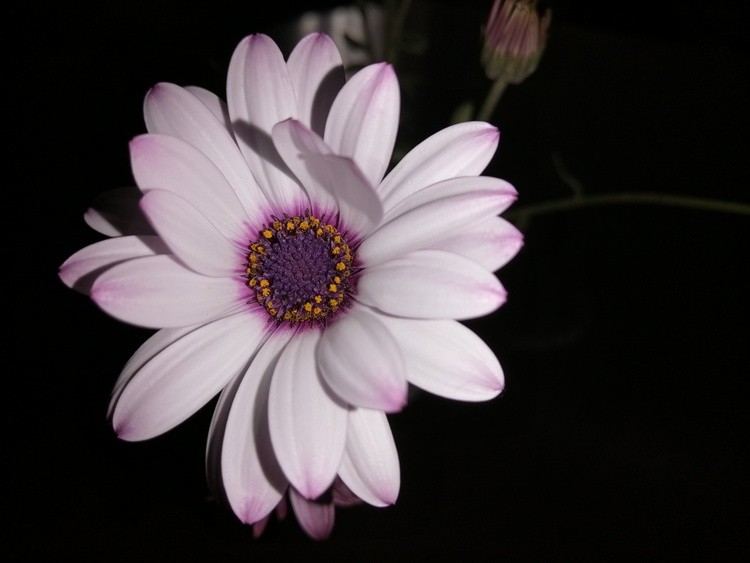 White Rose