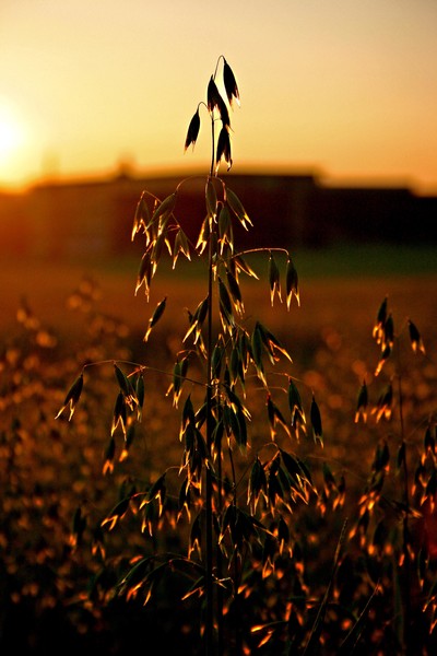 Chime in cornfield