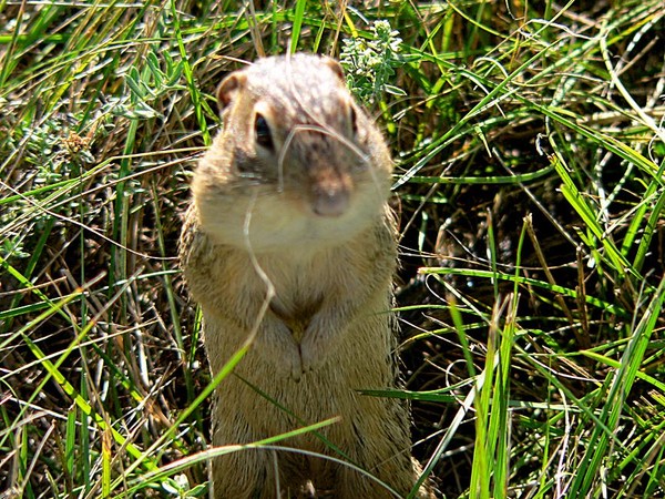 Gopher