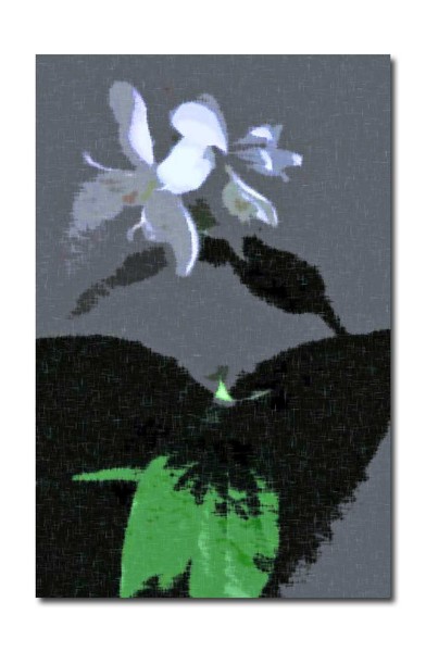 Blossoms