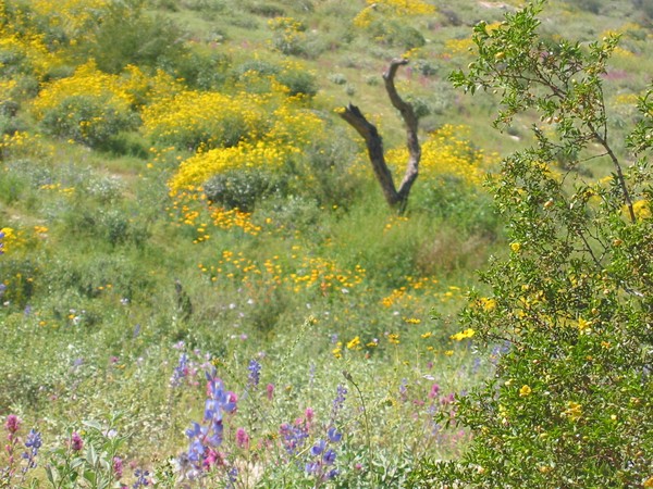 Desert images In AZ