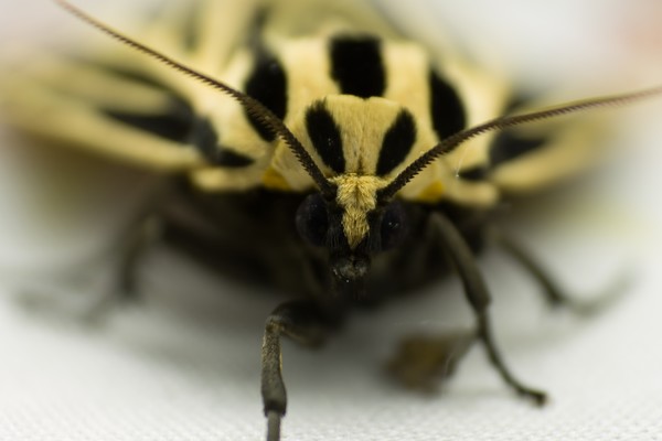 Tiger moth - Grammia virgo