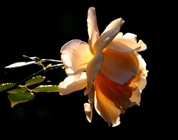 A RELATIONSHIP IS LIKE A ROSE