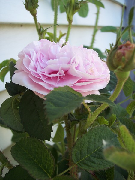 Pink Rose