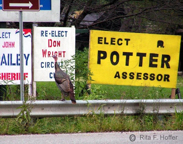 Any Turkey Can Vote