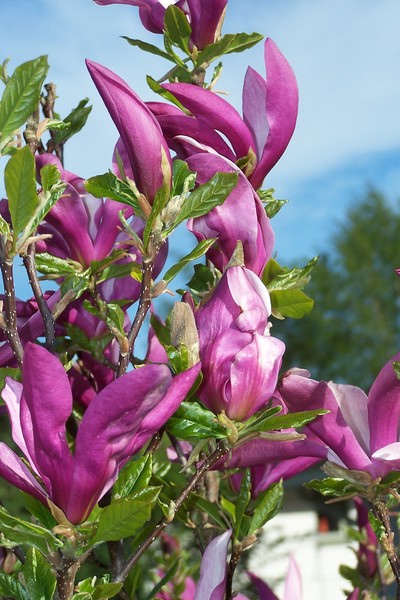 Magnolia