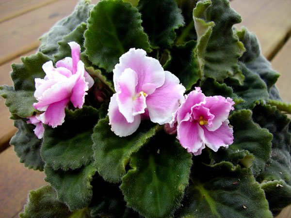 Pink African Violets