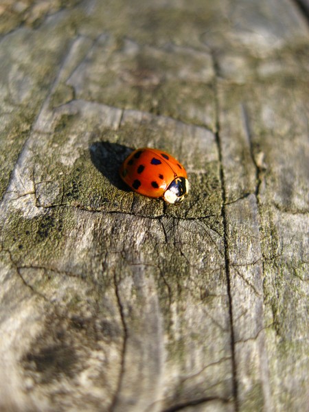 Ladybird