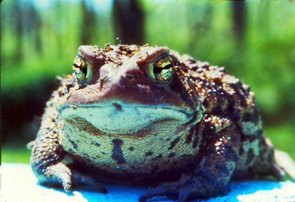 frog