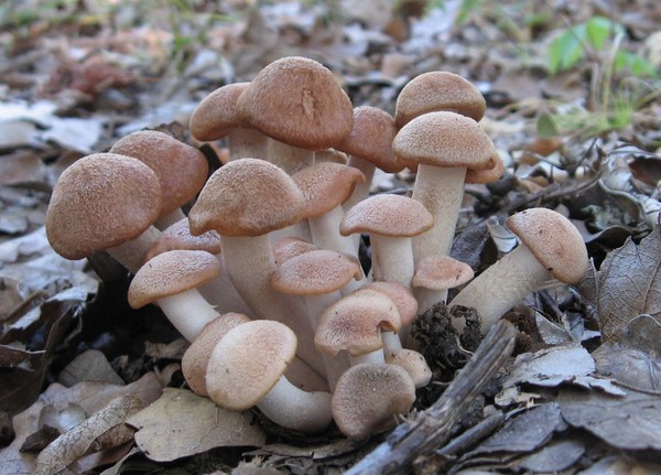 Small October Mushrooms