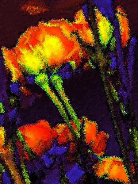 Rosas de Medianoche