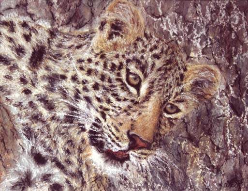 Camouflage - Young Leopard