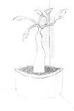 Corner Potted Plant