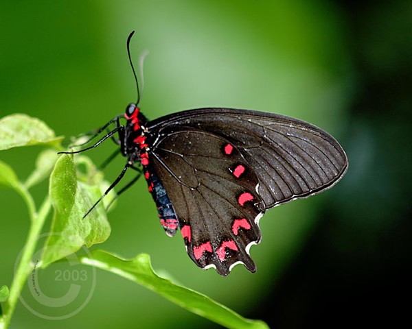 Butterfly Resting