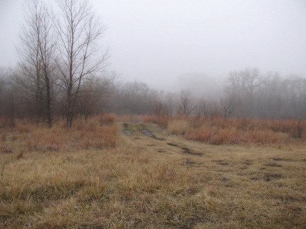 Foggy Morn