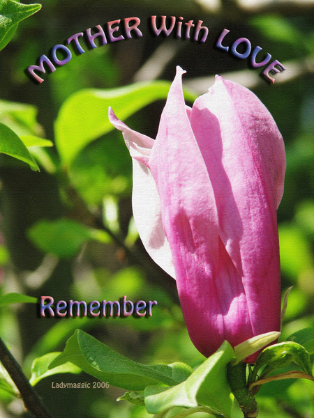 Magnolia for Mum
