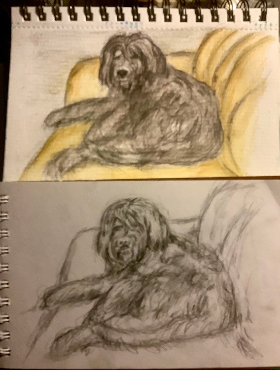 Study watercolor pencil of my black hairy dog