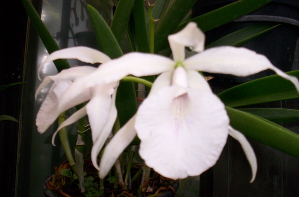 The Pure Orchid