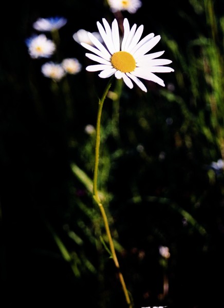 Up Close 022
