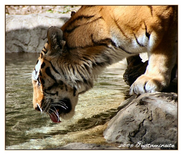 Thirst Quencher
