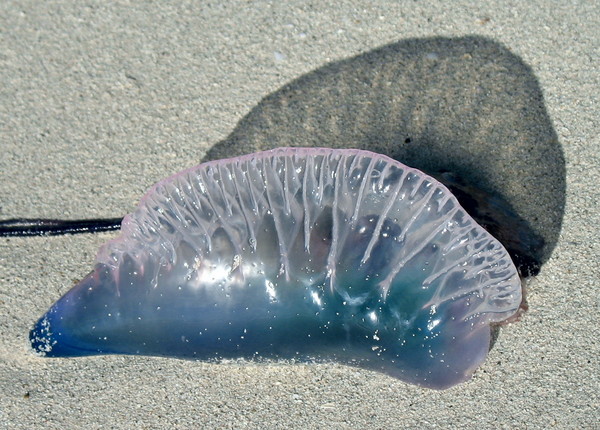 Ocean Gift