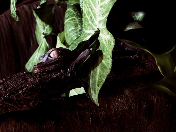Lizard