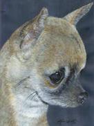 Chihuaha