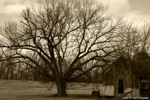 Morning on the Farm