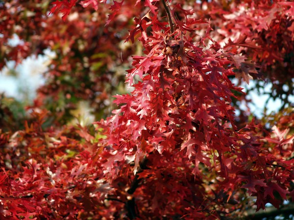 Fall Screensaver