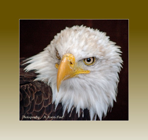 Angles of an Eagle 3