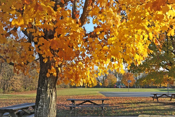 Lums Pond Golden Trees