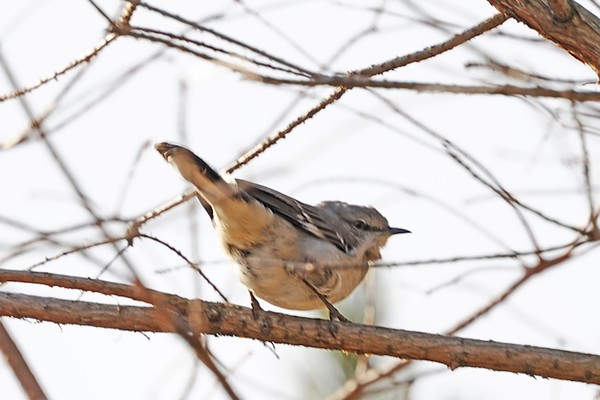 Mockingbird?