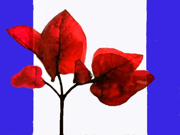 une rose sous un autre nom