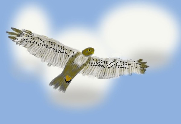O389 Hawk in Flight