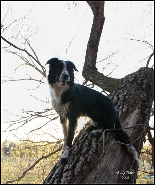 Freckles Climbs Too