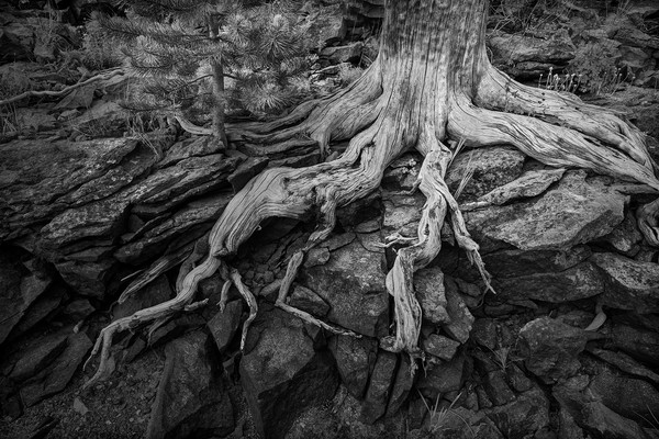 wagner treeroots 8954