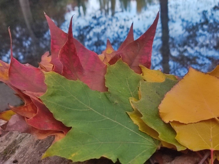 Fallen leaves