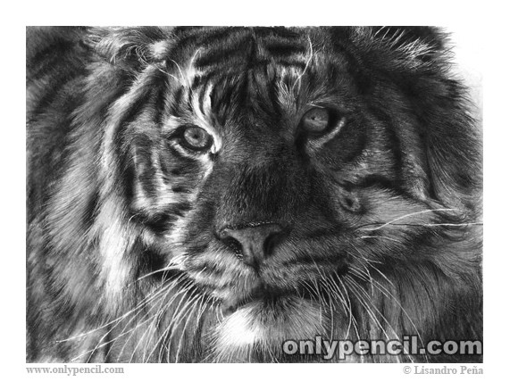 Siberian Tiger